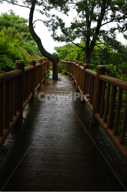 나무,길,풍경,식물,산책,식물,자연,plants,nature,나무,trees,wood