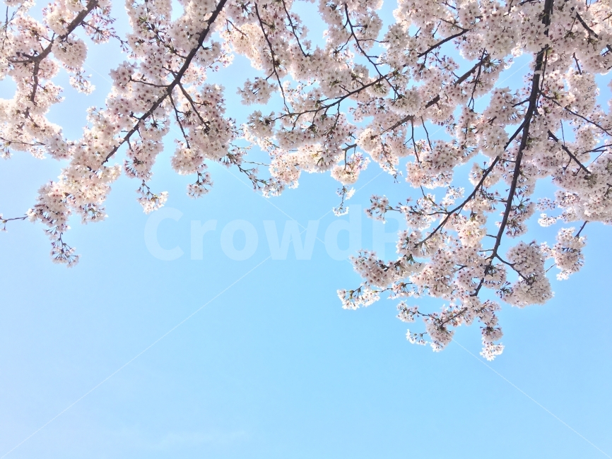 꽃,벚꽃,자연,하늘,봄,봄,계절,spring,season,식물,자연,plants,nature,꽃,flower,plant,blossom