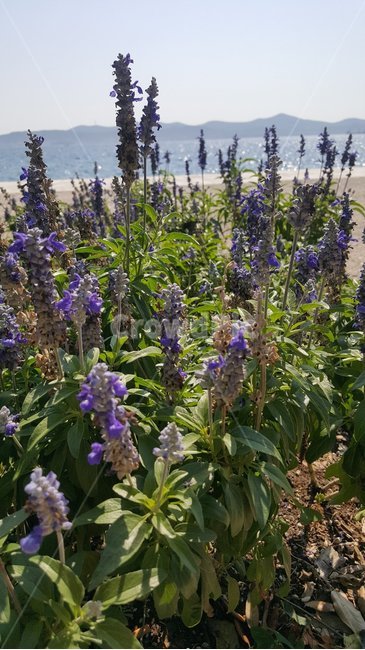 꽃,하늘,바다,잎,식물,자연,flowers,sky,sea,leaf,plants,nature
