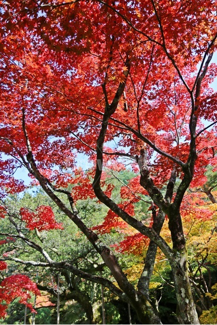 단풍,maple,mapletree,단풍나무,가을단풍,가을,계절,fall,autumn,season,식물,자연,plants,nature,나무,trees,wood,plant,leaf,잎,tree