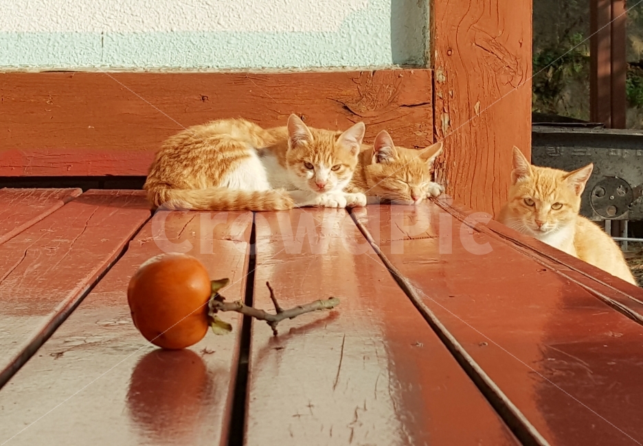 고양이,동물,자연,힐링,가을,감,과일,영양,식단,시골,홍시,단감,감나무,반려묘,반려동물,길냥이,전원,전원생활,nature,animal,cat,fruit,persimmon,동물,animal,포유류,mammal,고양이,cat,kitten,kitty,가족,패밀리,family,과일,열매,fruit