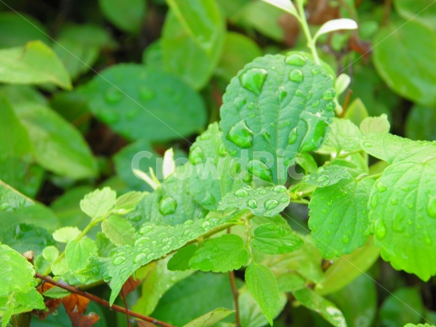 plant,식물,herbs,허브,leaf,잎,planter,파종기,물,비,방울,나뭇잎