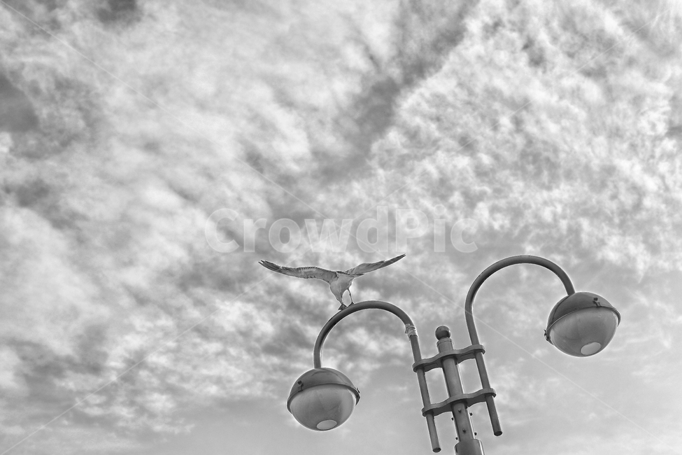 갈매기,가로등,하늘,구름,가을,동물,animal,조류,새,birds,흑백,모노톤,monochrome,black and white