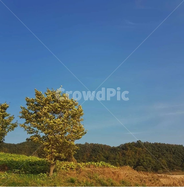 식물,plant,tree,nature,자연,outdoors,가을,나무,blue,파란색,green,낮,day,daytime