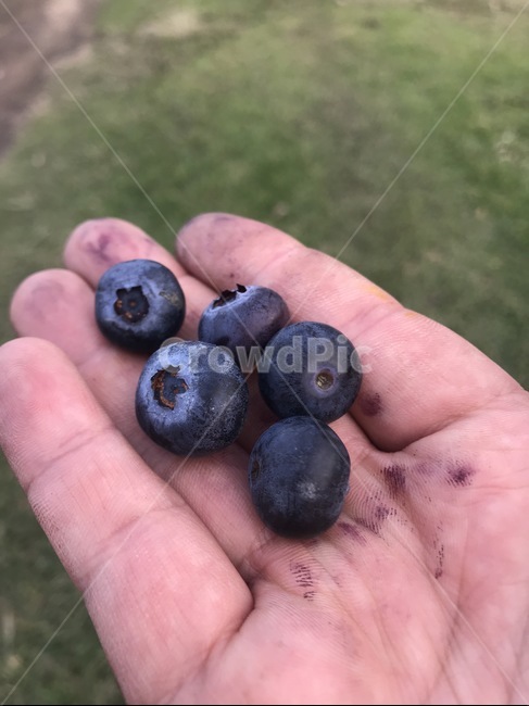 블루베리,슈퍼푸드,열매,blueberry,보라색