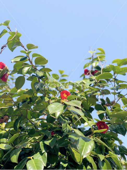 여름,동백꽃,잎,동백,하늘,식물,자연,plants,nature,꽃,flower
