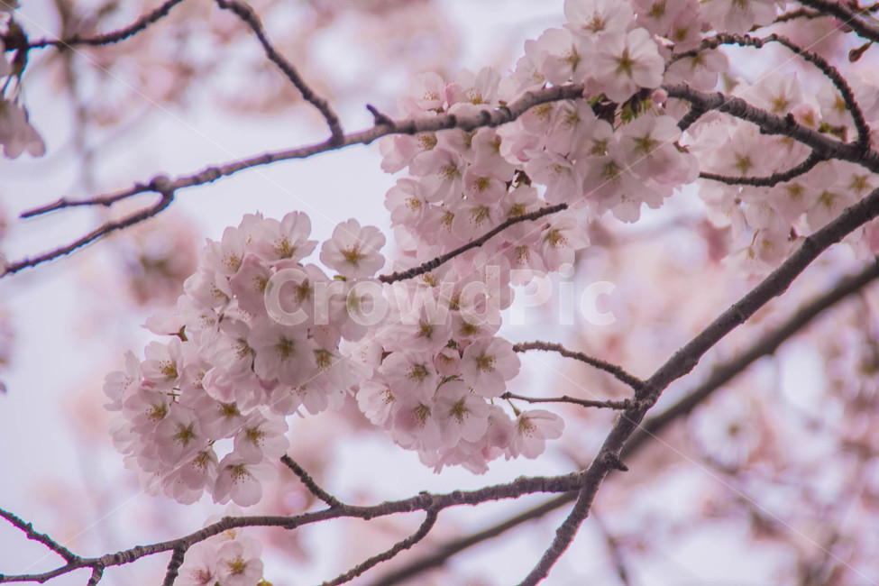 벚꽃,봄꽃,cherryblossom,봄분위기,spring,꽃