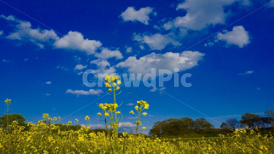 유채꽃,봄,꽃,하늘,구름,봄,계절,spring,season,식물,자연,plants,nature,꽃,flower,field,들,grassland,목초지,outdoors,옥외,meadow,farm,농장,rural,농촌