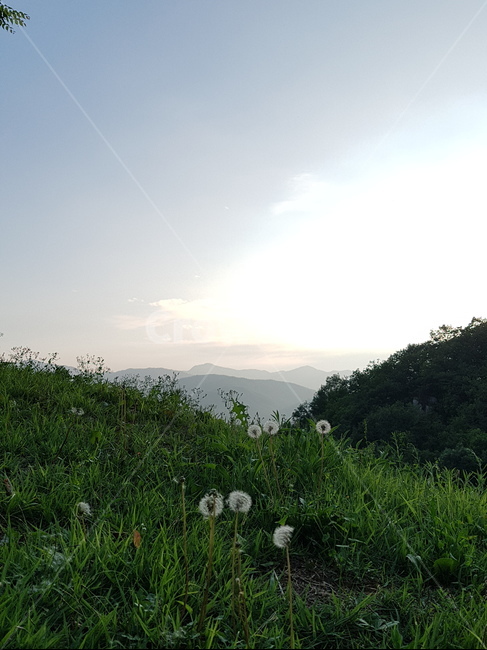 민들레씨,여름,자연,민들레,감성사진