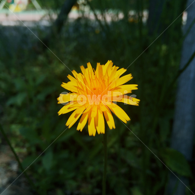 꽃,민들레,노란꽃,봄꽃,식물,야생화,dandelion,flower,yellow,bloom,refresh
