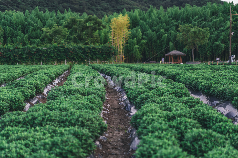 plant,식물,grass,잔디,자연,nature,자연,풍경,nature,landscape