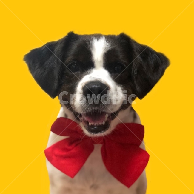 강아지,개,리본,동물,반려견,동물,animal,포유류,mammal,개,강아지,dog,doggy,누끼,remove background