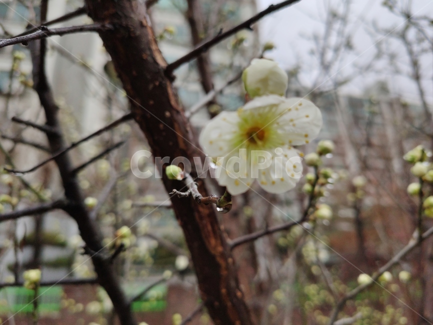 매화,매실나무,매화나무,plum,청매화,prunusmume,매화꽃,plant,식물,flower,blossom,꽃