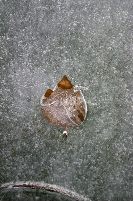 겨울,낙엽,얼음,계절,강,winter,가을,계절,fall,autumn,season,식물,자연,plants,nature