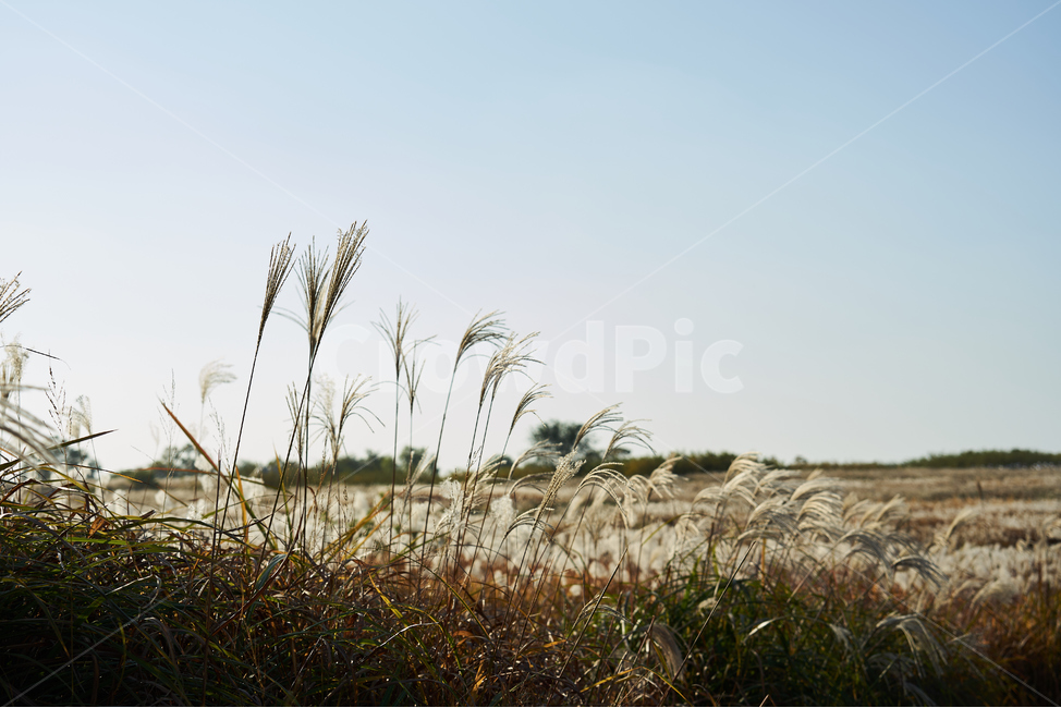 하늘공원,억새,노을,저녁,하늘,가을,계절,fall,autumn,season,grass,잔디,plant,식물,lawn