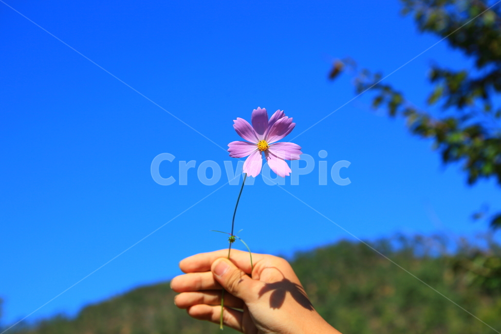 가을,하늘,파란하늘,코스모스,꽃,가을하늘,가을꽃,배경,가을,계절,fall,autumn,season,식물,자연,plants,nature,꽃,flower,사람,인물,인간,human,person,신체일부,몸,body,plant