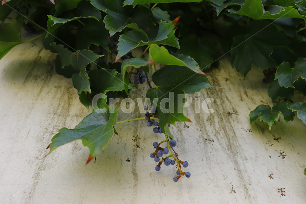 plant,식물,leaf,잎,담,담쟁이,식물,자연,plants,nature,과일,열매,fruit