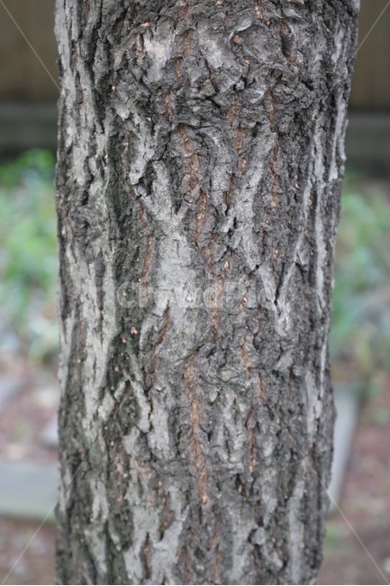 나무,결,껍질,자연,tree,peel,nature,ki,kawa,식물,plants,shokubutsu,식물,자연,plants,nature,나무,trees,wood