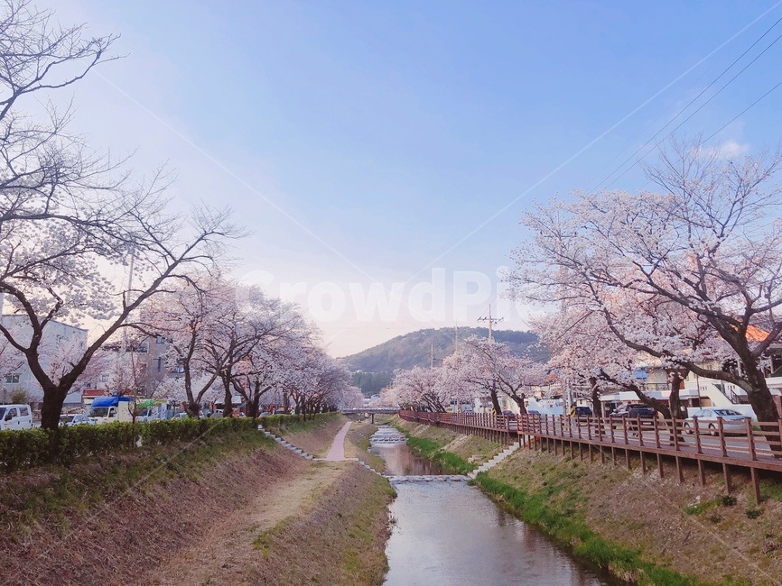 벚꽃,cherryblossom,모전천,벚꽃축제,flowers,봄,계절,spring,season,plant,식물,ditch,도랑,flower,꽃,blossom