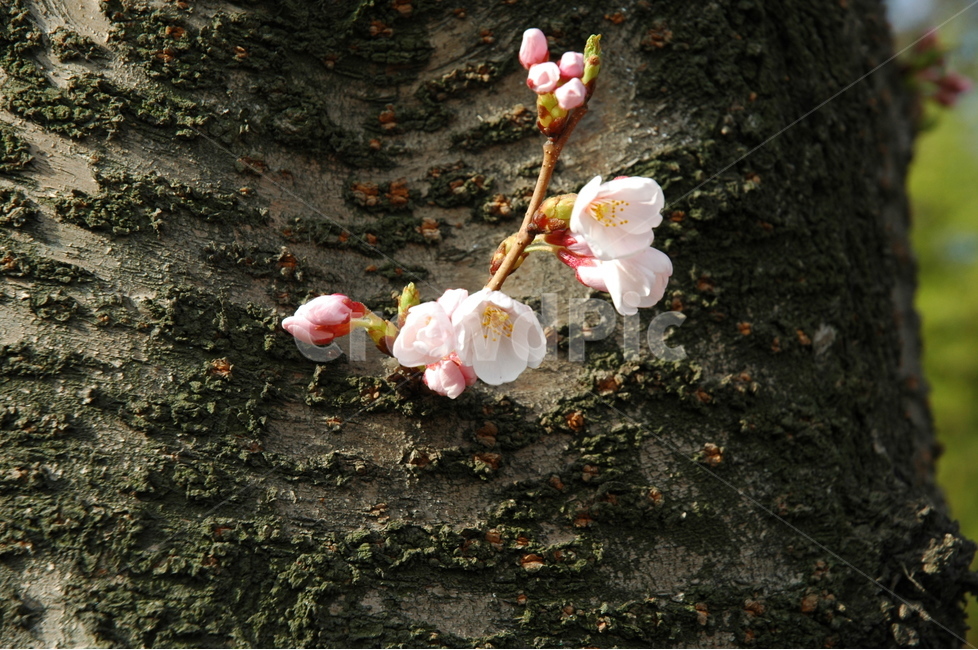 벚꽃,생명력,cherryblossom,꽃,분홍벚꽃,봄,계절,spring,season,식물,자연,plants,nature,꽃,flower,plant,blossom,geranium,제라늄