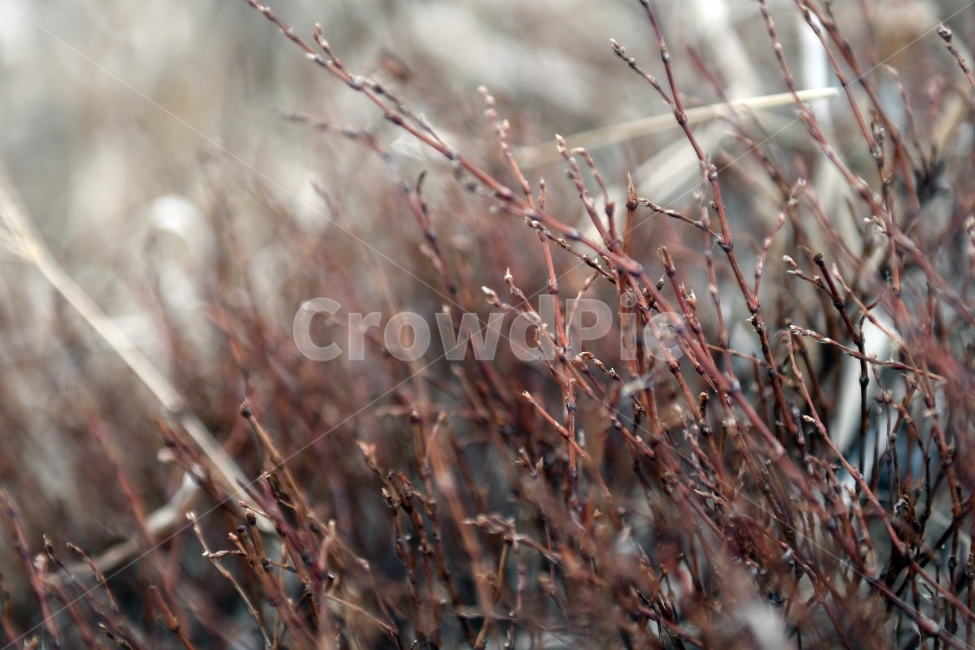 갈대,갈대밭,우음도,겨울갈대,길,풍경,강아지풀,겨울,계절,winter,season,식물,자연,plants,nature
