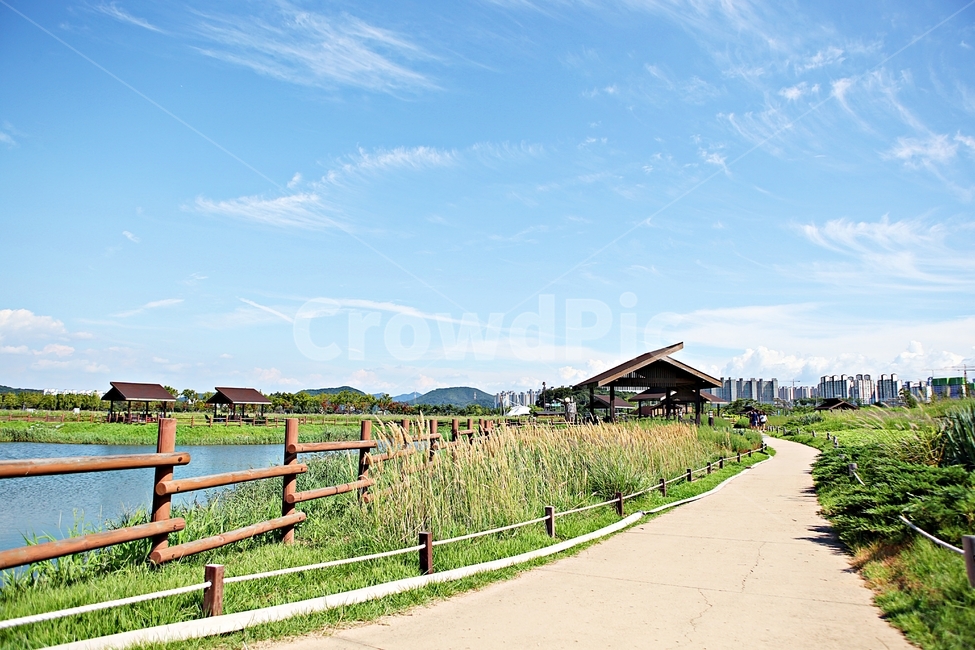 시흥갯골생태공원,공원,갈대,자연,풍경,식물,잡초,여름,계절,자연,풍경,nature,landscape,outdoors,옥외