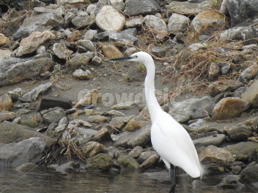 새,동물,백로,물새,bird,동물,animal,조류,새,birds