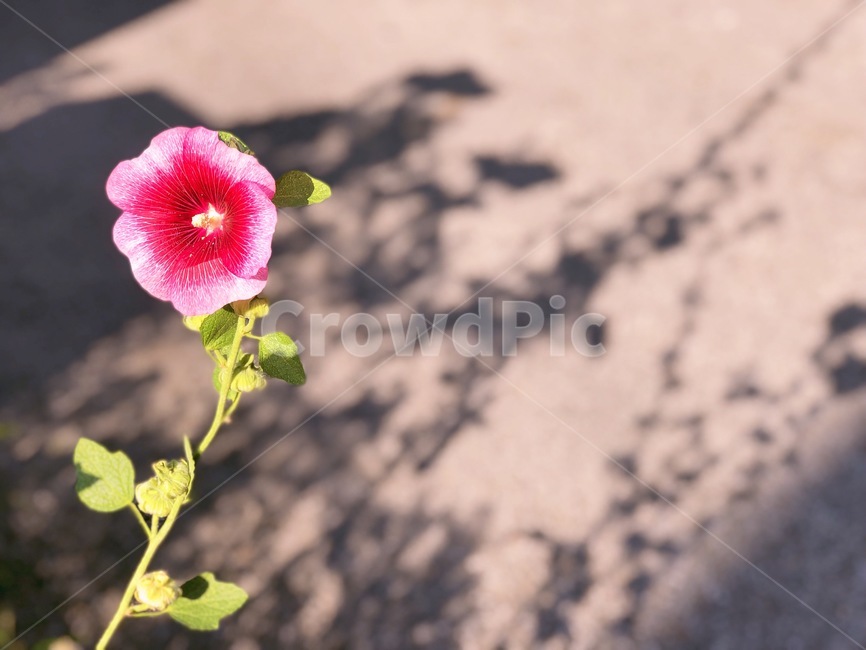 무궁화,여름,꽃,핑크,분홍색,한국자연풍경,한국자연경관,korea nature landscape,식물,자연,plants,nature,꽃,flower,plant,blossom,geranium,제라늄