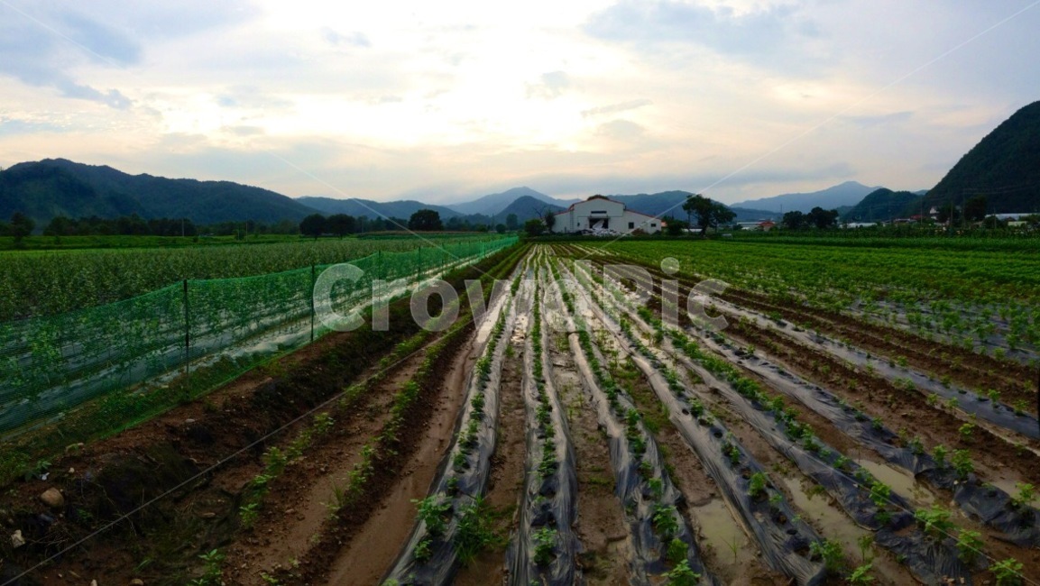 자연,outdoors,풍경,nature,옥외,농업,농사,agriculture,farming,farming industry