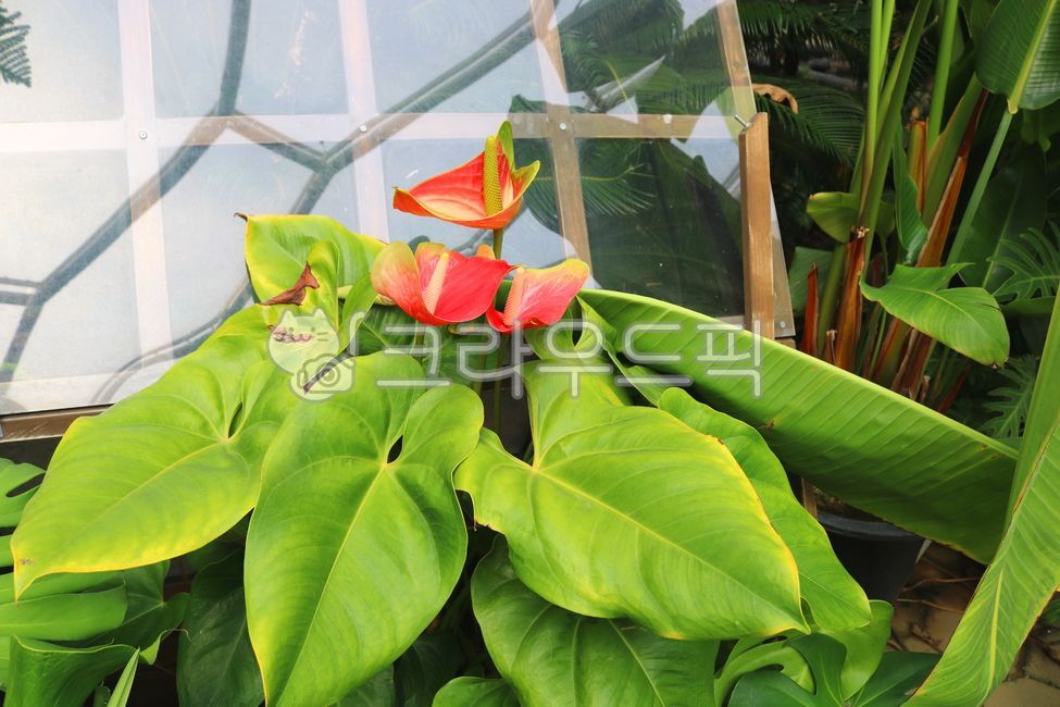 Cheonnam and,Anthurium Crystallinum,nature,leaf,air purifying plants,Anthurium flower,ornamental,foliage plant,flower,Anthurium,petal,flamingo flower,plant,tropical plants