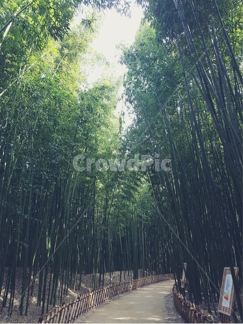 bamboo,대나무,식물,길,산책
