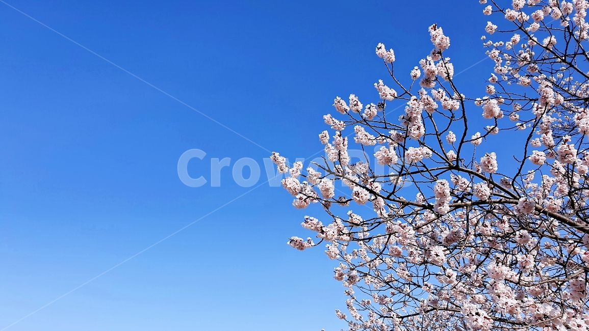 벚꽃,벚꽃나무,flower,봄,봄날,봄꽃,sky,blue,하늘,plant,봄,계절,spring,season,식물