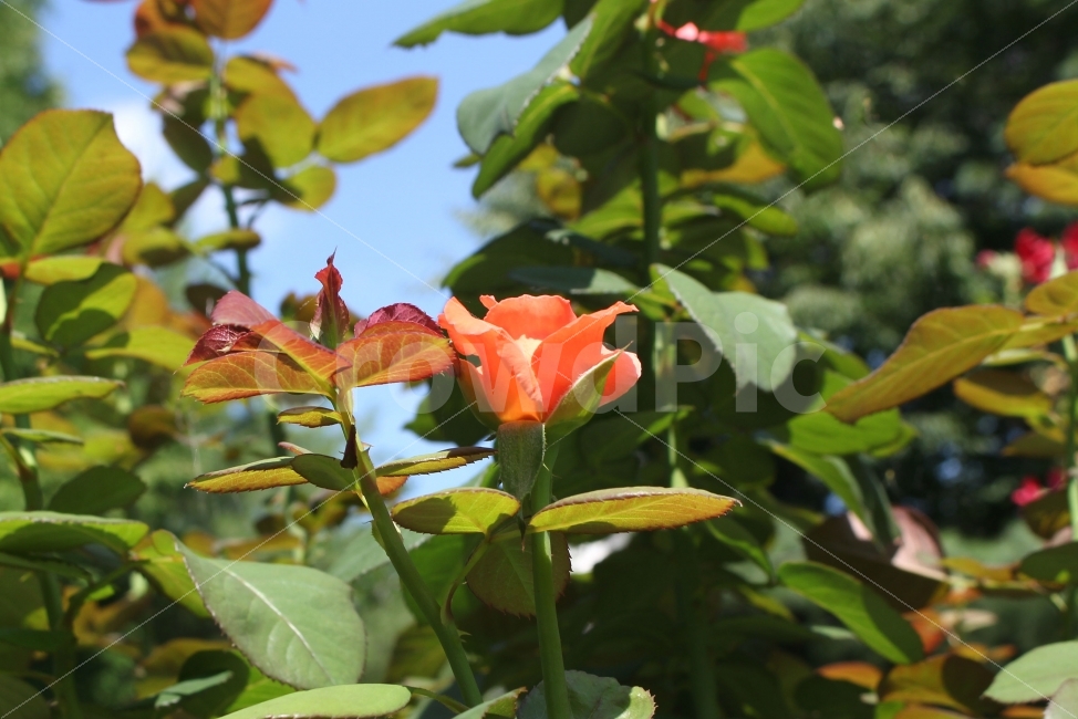 감성사진,자연,하늘,꽃,장미,색감,보정,flower,sky,summer,nature,식물,자연,plants,nature,꽃,flower