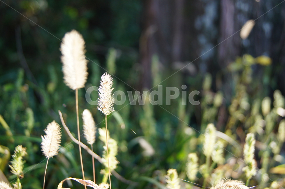 자연,녹색,여유,햇살,따뜻함,생기,숲,해,찬란함,식물,자연,plants,nature