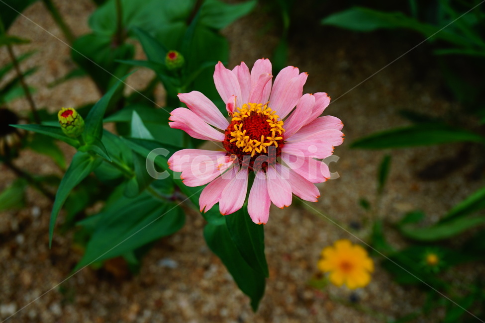 꽃,들꽃,분홍꽃,여름꽃,flower