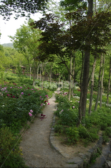 숲,초록,나무,잎,꽃,flower,식물,plant,계절,봄,spring,길,자연,풍경,nature,landscape,ground,바닥,tree,pottery,도기류,potted plant,화분,jar,항아리