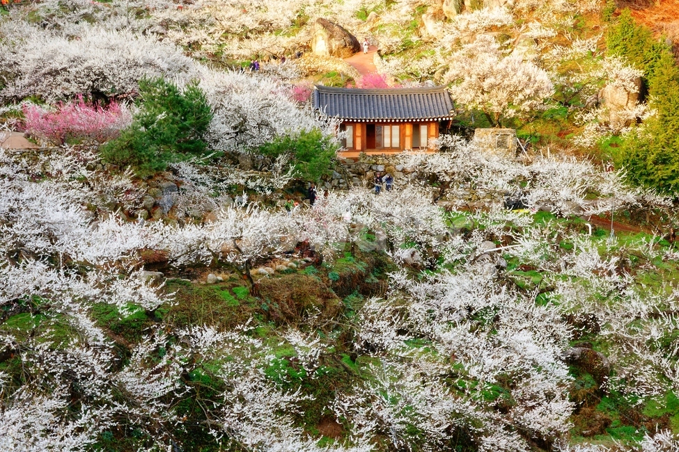 매화마을,봄,풍경,다압면,꽃,광양시,봄,계절,spring,season,자연,풍경,nature,landscape,한국자연풍경,한국자연경관,korea nature landscape,outdoors,옥외,building,건물