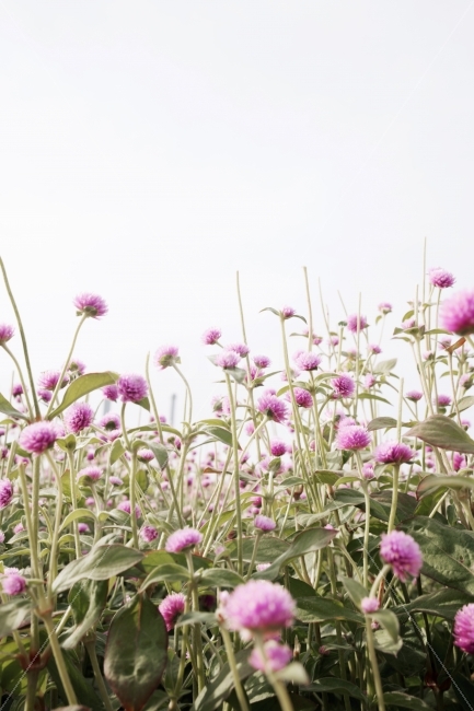 따듯함,천일홍,꽃,보라색,이쁜,식물,자연,plants,nature,꽃,flower