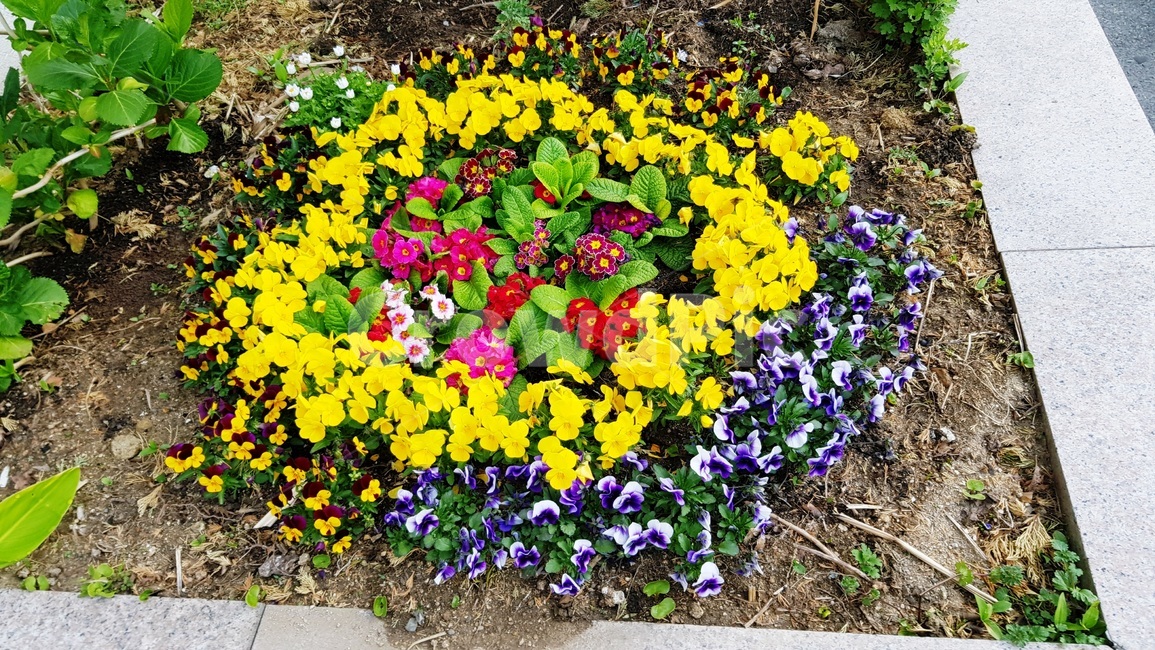 팬지,팬지꽃,삼색재비꽃,꽃,화분,식물,자연,plants,nature,꽃,flower
