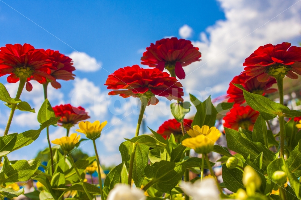 봄,여름,열정,꽃,꽃밭,나드리,식물,자연,plants,nature,꽃,flower