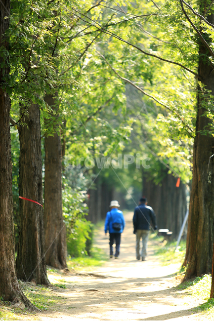 길,메타세콰이어,숲길,산책,road,tree,forest,자연,풍경,nature,landscape,식물,plants,나무,trees,wood,plant,walking,보행,outdoors,옥외