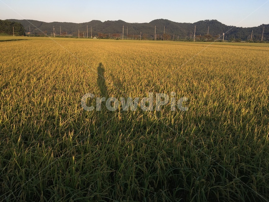 논,추수,벼,시골,재배,자연,풍경,nature,landscape,field,들,grassland,목초지,outdoors,옥외