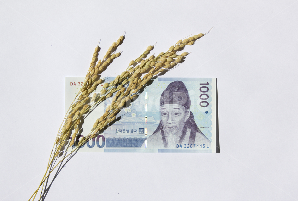 돈,지폐,종이돈,머니,금융,경제,흰배경,천원,1000,1000원,한국,대한민국,화폐,앞면,탑앵글,탑뷰,화이트,흰색,하얀색,쌀알,알갱이,볍씨,씨,씨앗,열매,쌀알갱이,식물,자연,쌀,벼,곡식,곡물,식재료,곡류,이삭