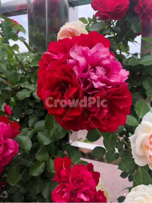 장미,꽃,rose,flower,장미정원