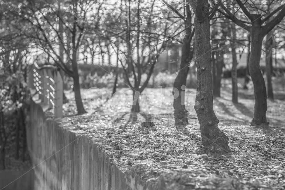 가을,흑백,풍경,나무,공원,식물,자연,plants,nature,나무,trees,wood,흑백,모노톤,monochrome,black and white