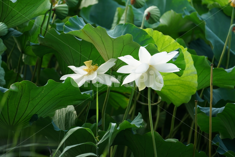 연꽃,백련,lotus,수초,식물,담수초,수중식물,수련과