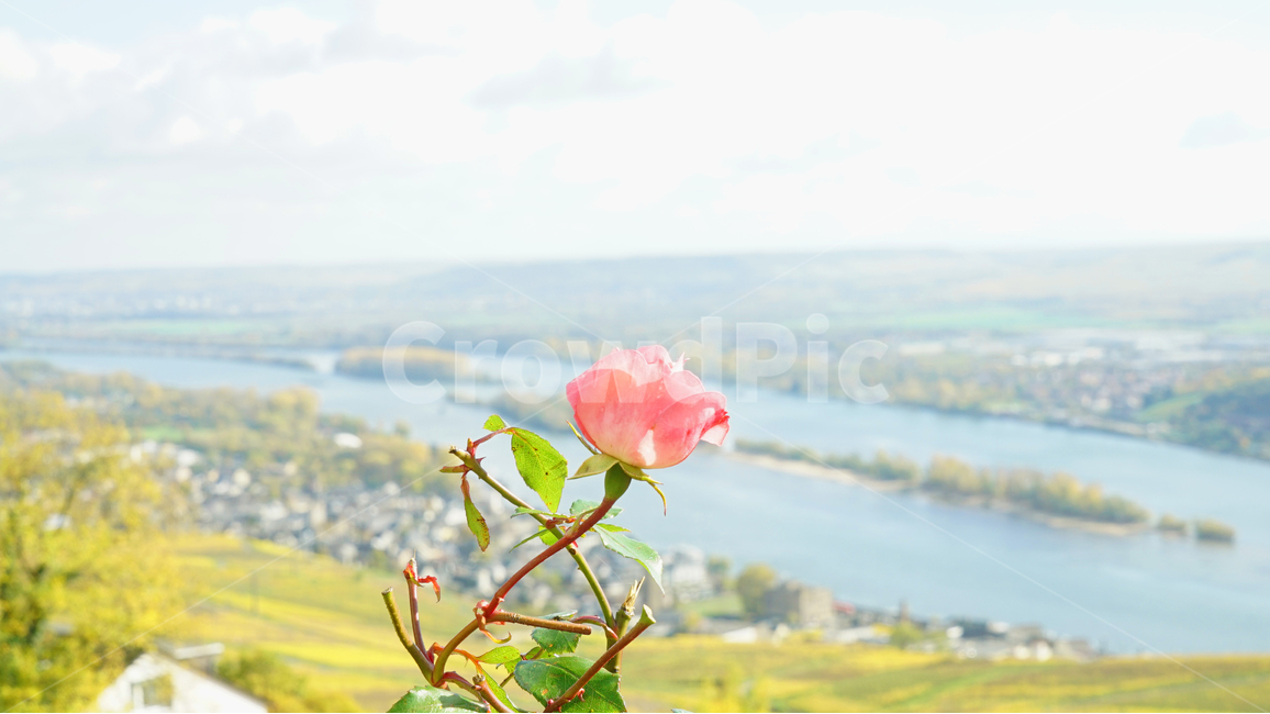 장미,꽃,풍경,감성,감정,봄,독일,뤼데스하임,유럽,서양,식물,자연,plants,nature,꽃,flower,감성,sensible,feeling,색깔,색상,색채,색감,color sense,color sensitivity,feeling of color