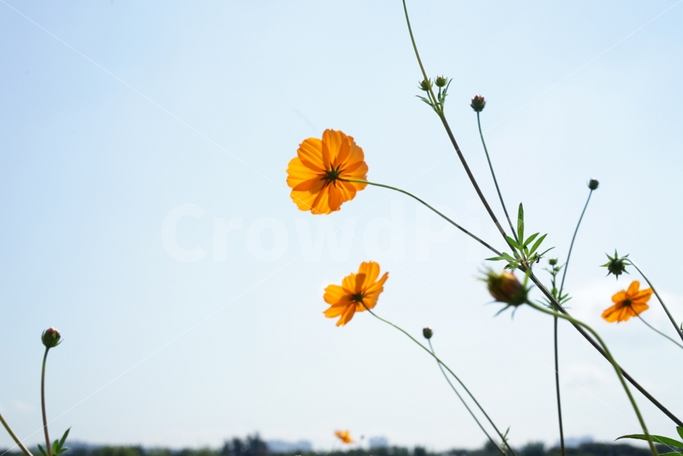 꽃,코스모스,가을,청명,기다림,아련,외로움,가을,계절,fall,autumn,season,식물,자연,plants,nature,꽃,flower,plant,blossom,petal,꽃잎