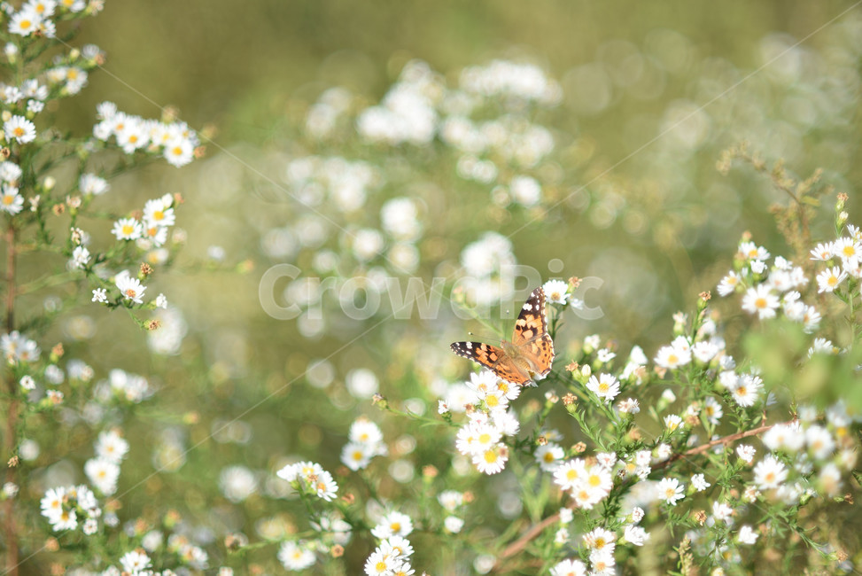 식물,니비,풍경,자연,풀,식물,자연,plants,nature,꽃,flower,곤충,벌레,insect,bug