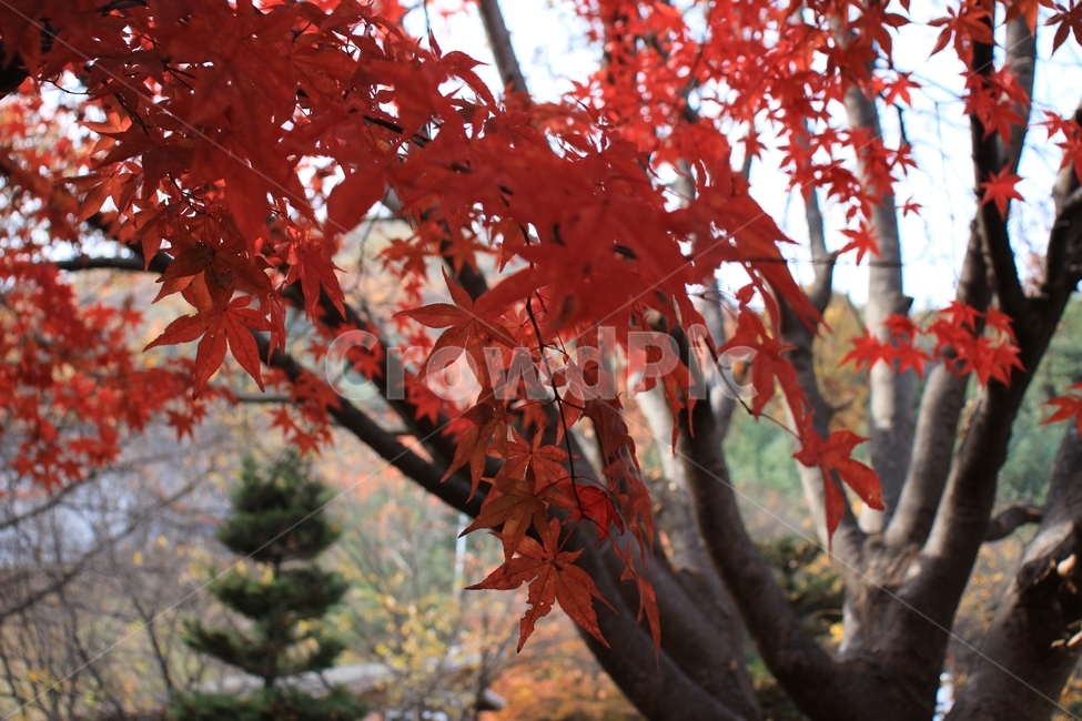 가을,감성,울긋불긋,단풍,낙엽,풍경,나무,단풍잎,자연,가을,계절,fall,autumn,season,식물,자연,plants,nature,나무,trees,wood,leaf,잎,plant,tree,maple